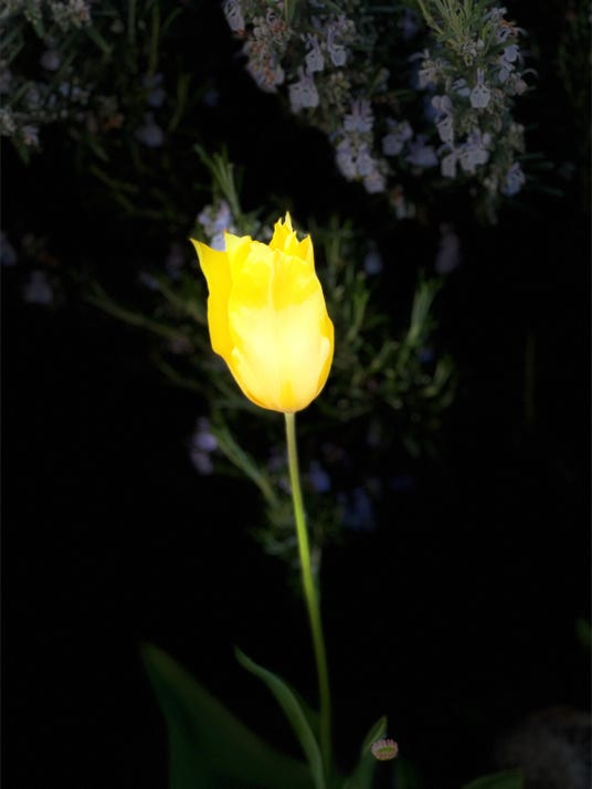 fleurs de christian waniez