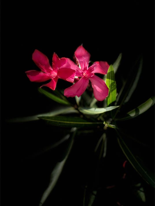 fleurs de christian waniez