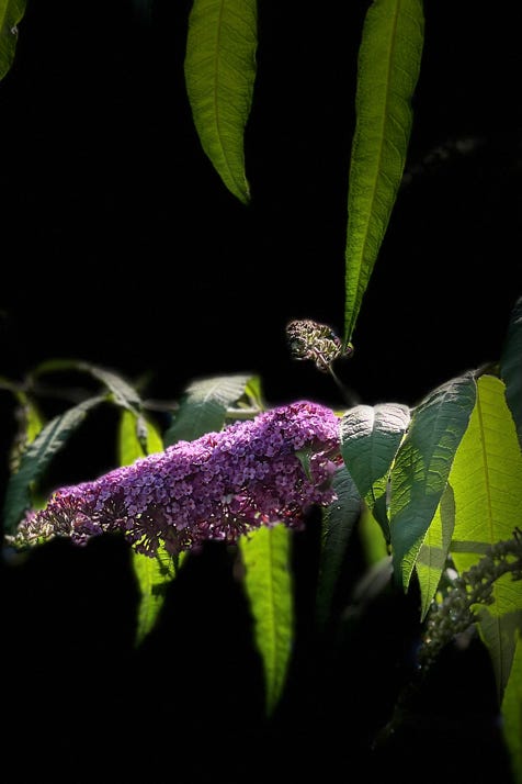 fleurs de christian waniez