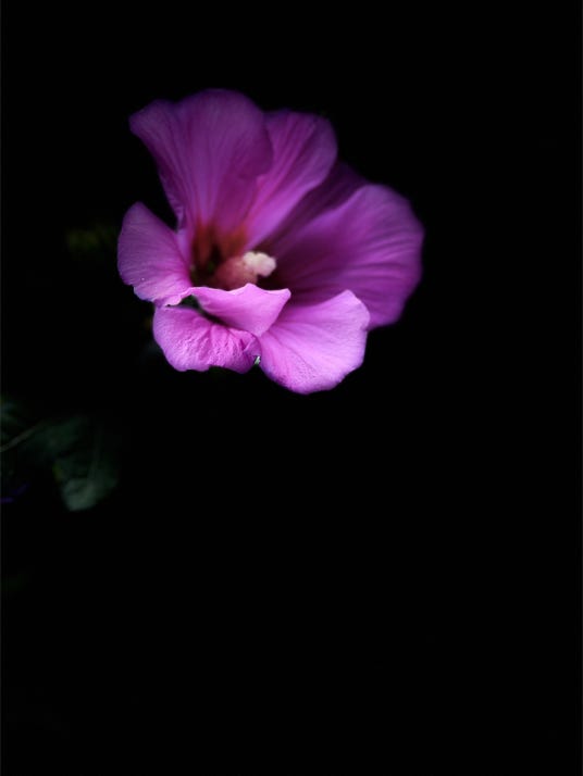 fleurs de christian waniez