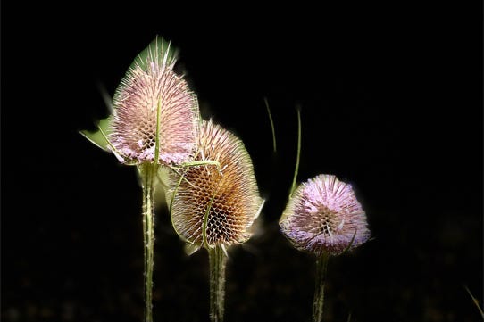 fleurs de christian waniez