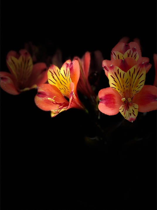 fleurs de christian waniez