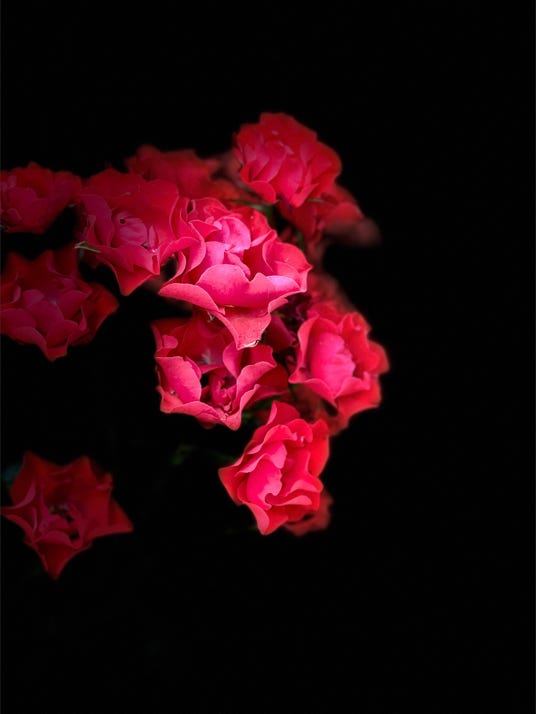 fleurs de christian waniez