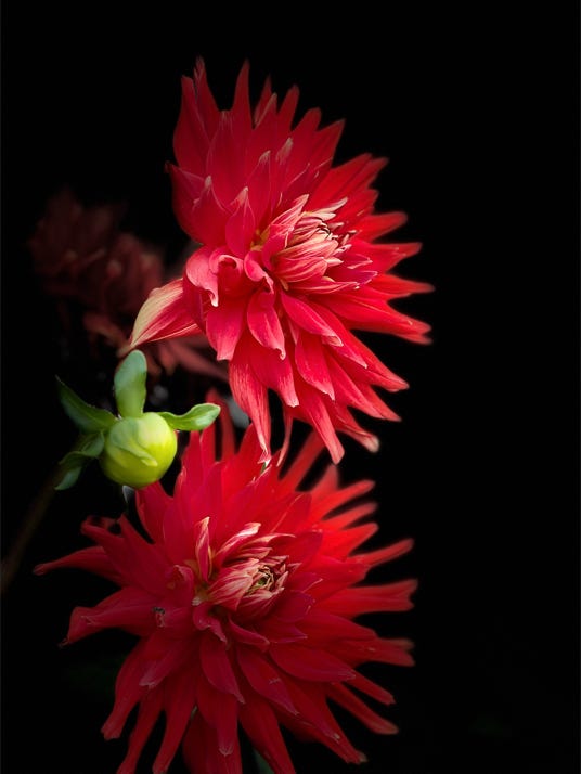 fleurs de christian waniez