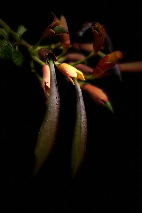 fleurs de christian waniez